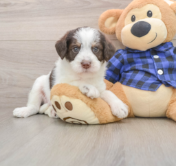 5 week old Mini Labradoodle Puppy For Sale - Pilesgrove Pups