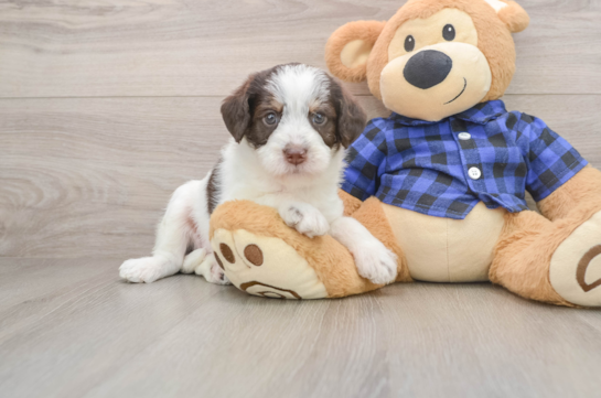Sweet Mini Labradoodle Baby