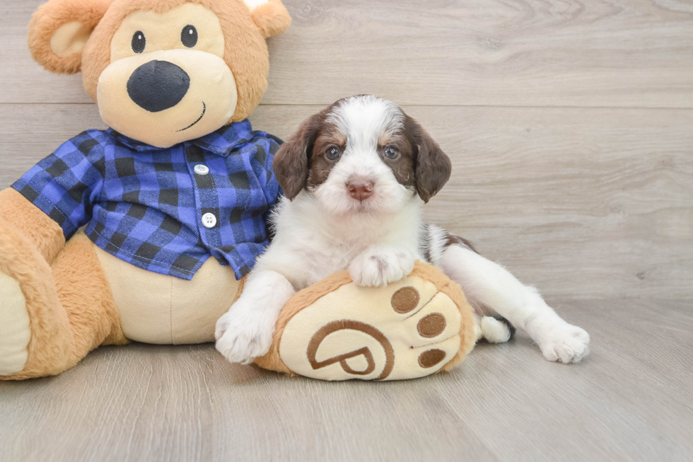 Adorable Labrapoo Poodle Mix Puppy