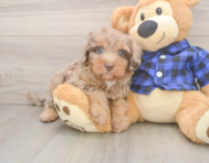 5 week old Mini Labradoodle Puppy For Sale - Pilesgrove Pups