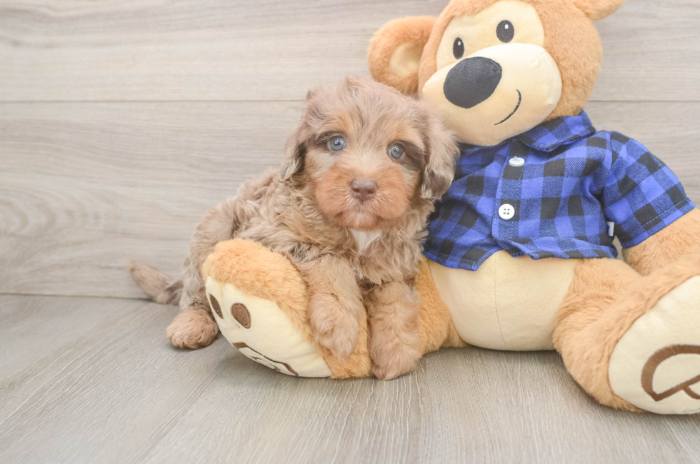 6 week old Mini Labradoodle Puppy For Sale - Pilesgrove Pups