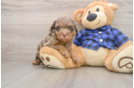 Mini Labradoodle Puppy for Adoption