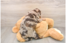 Best Mini Labradoodle Baby