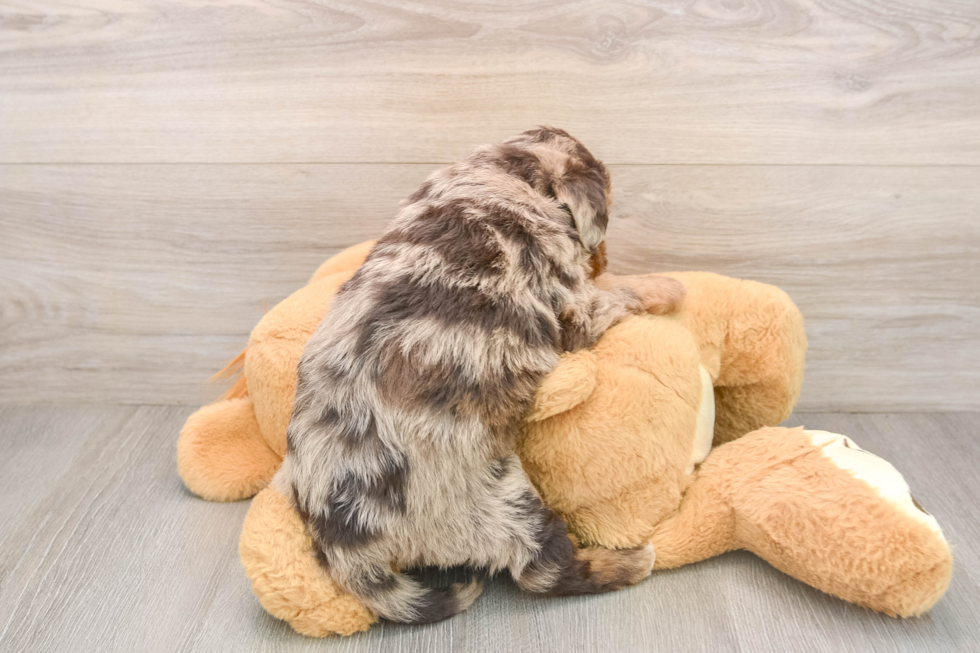Best Mini Labradoodle Baby