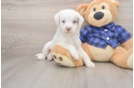 Best Mini Labradoodle Baby