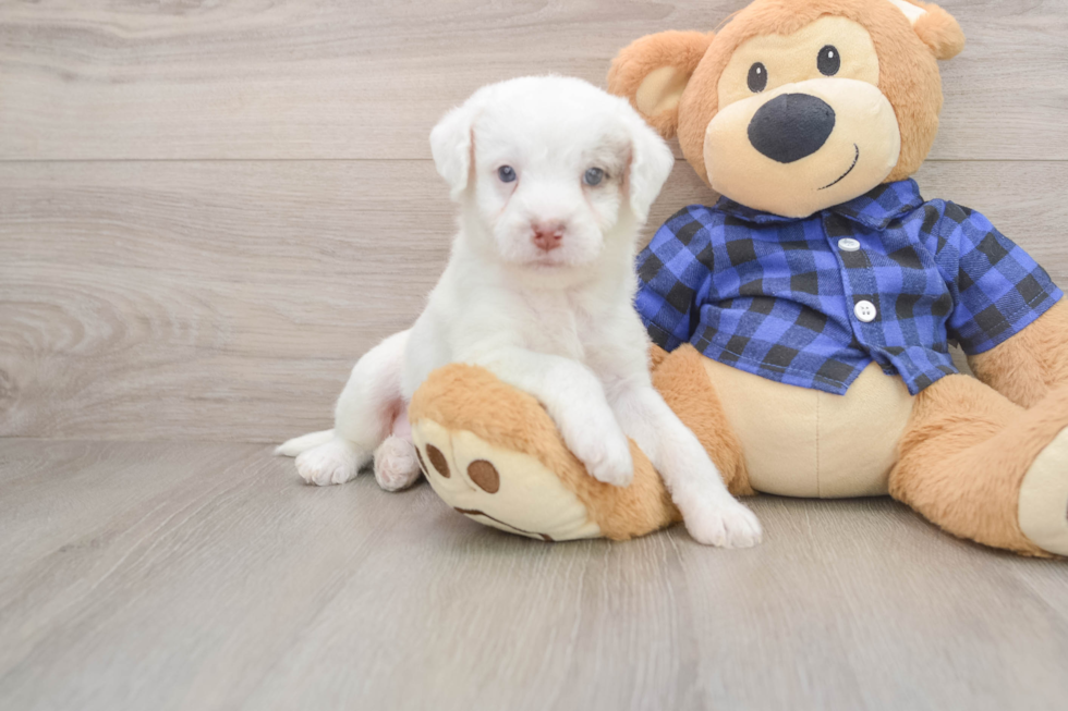 Best Mini Labradoodle Baby