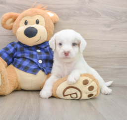 5 week old Mini Labradoodle Puppy For Sale - Pilesgrove Pups