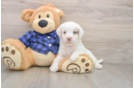 Energetic Labrapoo Poodle Mix Puppy