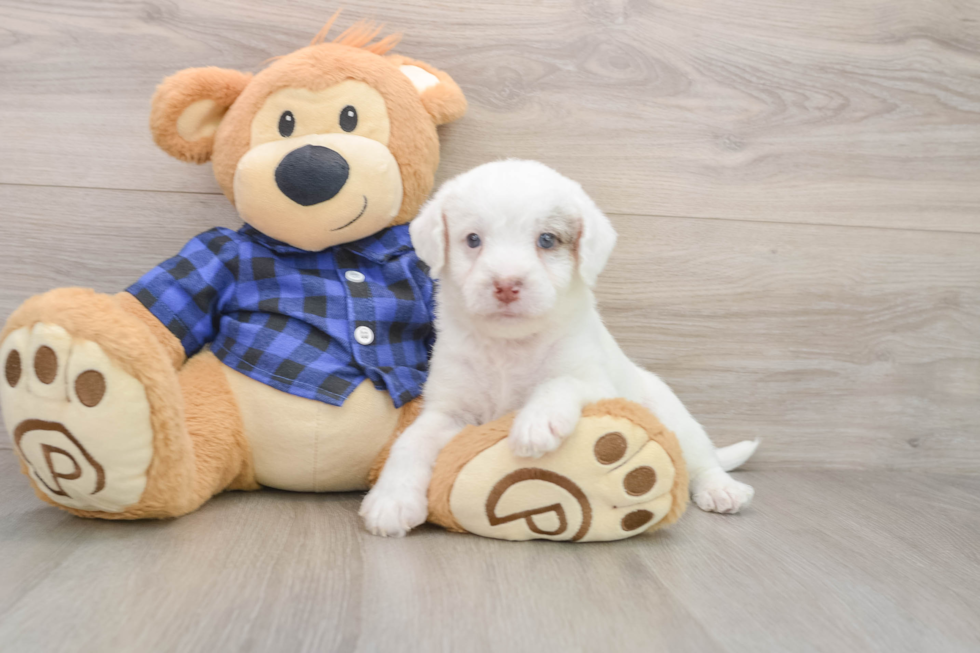 Energetic Labrapoo Poodle Mix Puppy