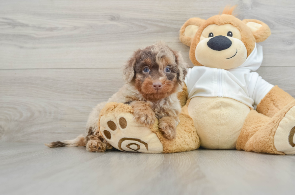 6 week old Mini Labradoodle Puppy For Sale - Pilesgrove Pups