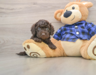 8 week old Mini Labradoodle Puppy For Sale - Pilesgrove Pups