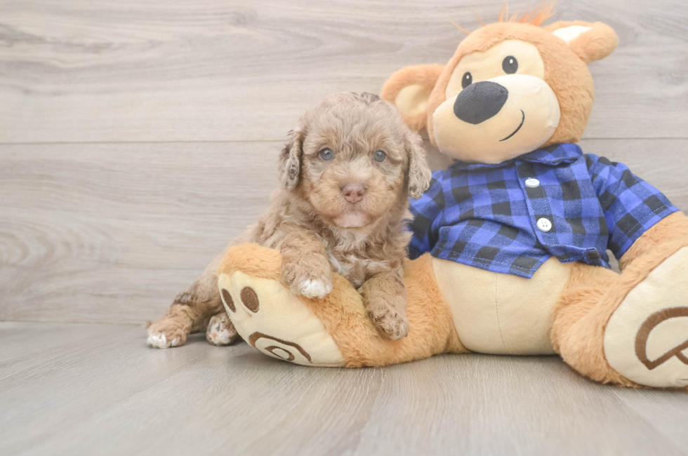 5 week old Mini Labradoodle Puppy For Sale - Pilesgrove Pups