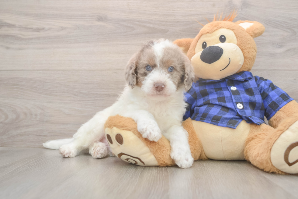 Mini Labradoodle Puppy for Adoption