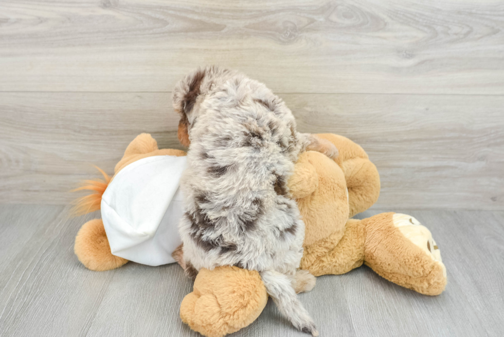 Happy Mini Labradoodle Baby