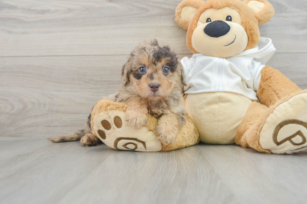 6 week old Mini Labradoodle Puppy For Sale - Pilesgrove Pups