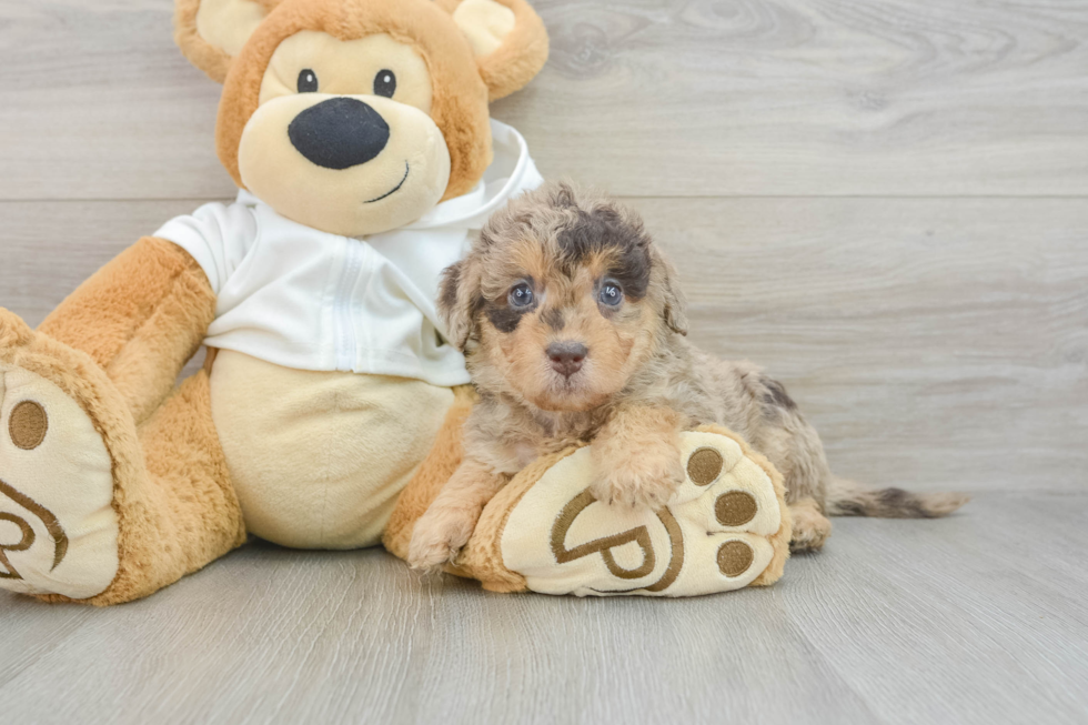 Playful Labrapoo Poodle Mix Puppy