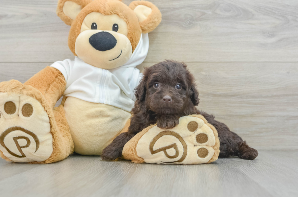 6 week old Mini Labradoodle Puppy For Sale - Pilesgrove Pups