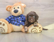 7 week old Mini Labradoodle Puppy For Sale - Pilesgrove Pups