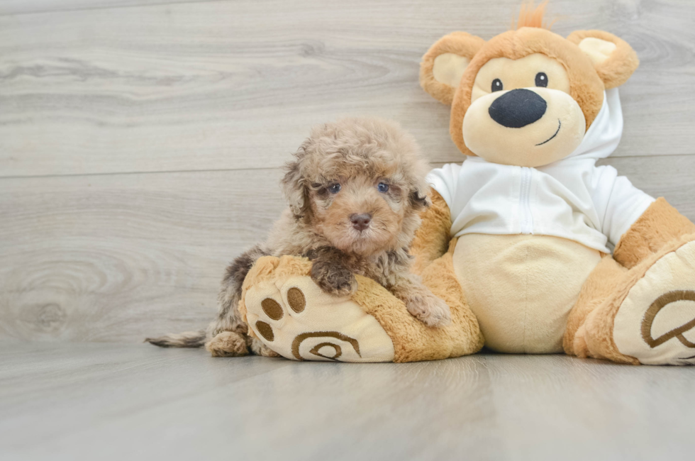 6 week old Mini Labradoodle Puppy For Sale - Pilesgrove Pups