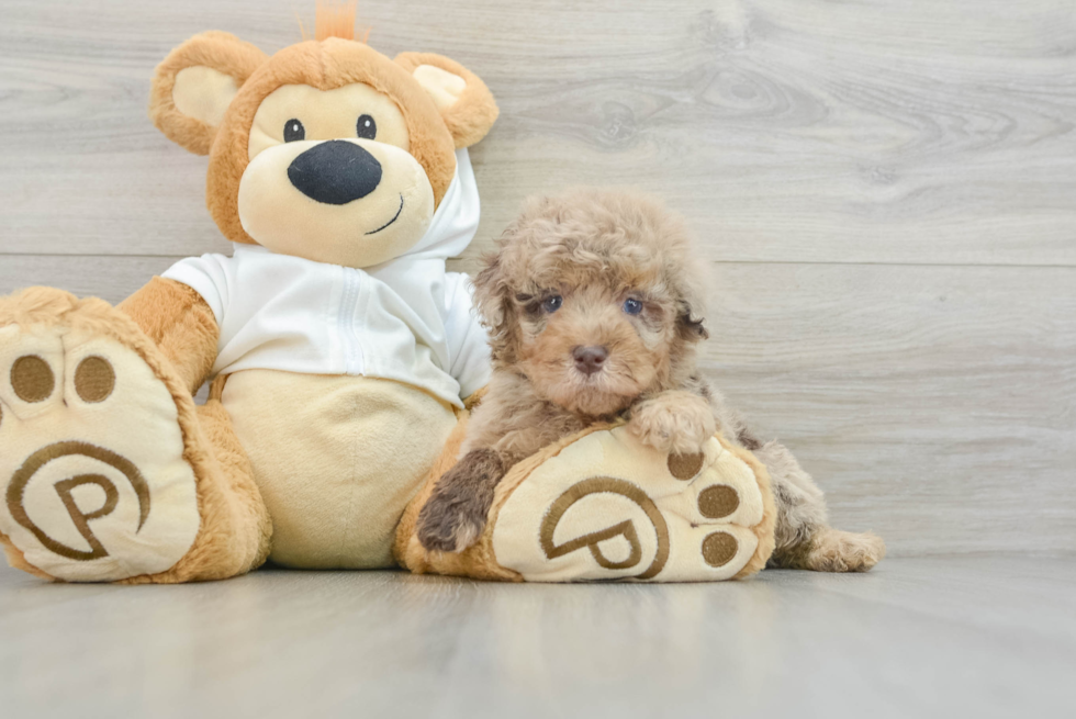 Mini Labradoodle Pup Being Cute