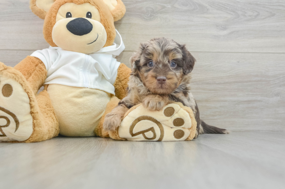 6 week old Mini Labradoodle Puppy For Sale - Pilesgrove Pups