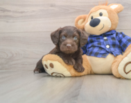 7 week old Mini Labradoodle Puppy For Sale - Pilesgrove Pups