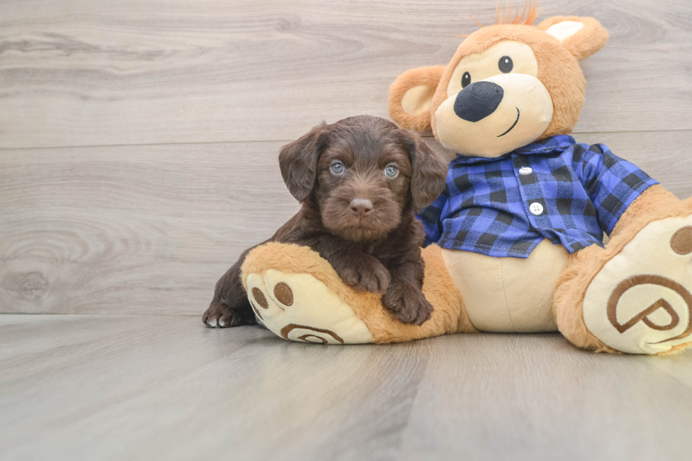 Mini Labradoodle Puppy for Adoption
