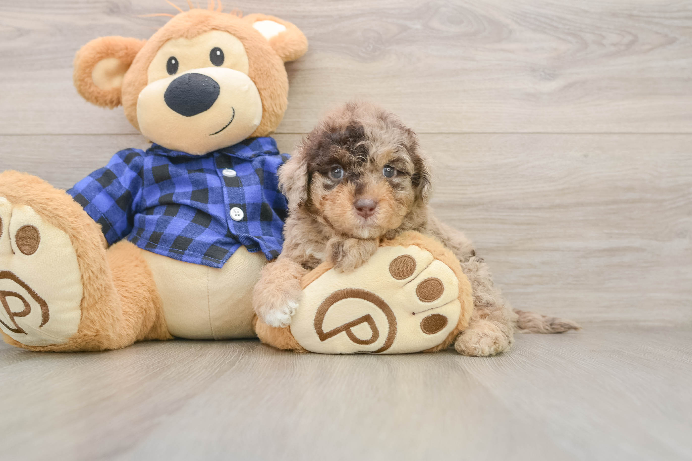 Sweet Mini Labradoodle Baby