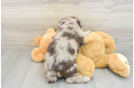 Mini Labradoodle Puppy for Adoption