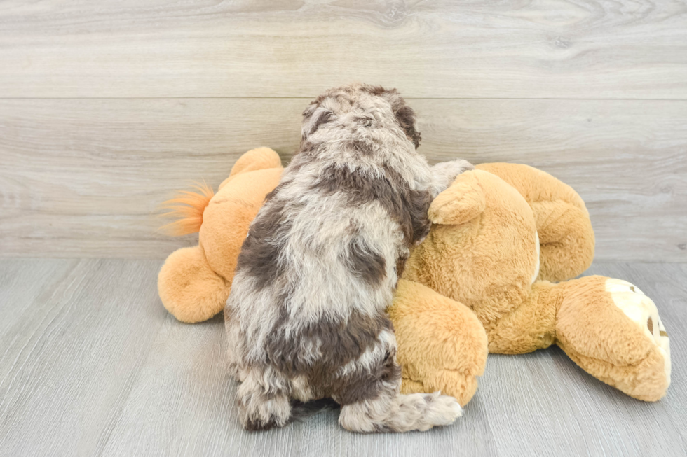 Mini Labradoodle Puppy for Adoption