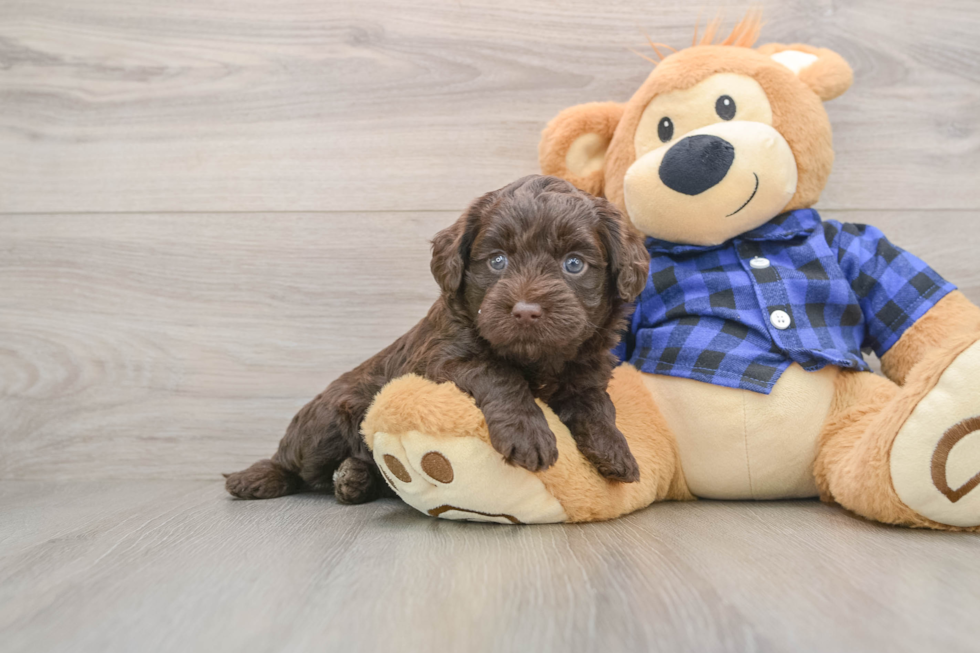Mini Labradoodle Pup Being Cute