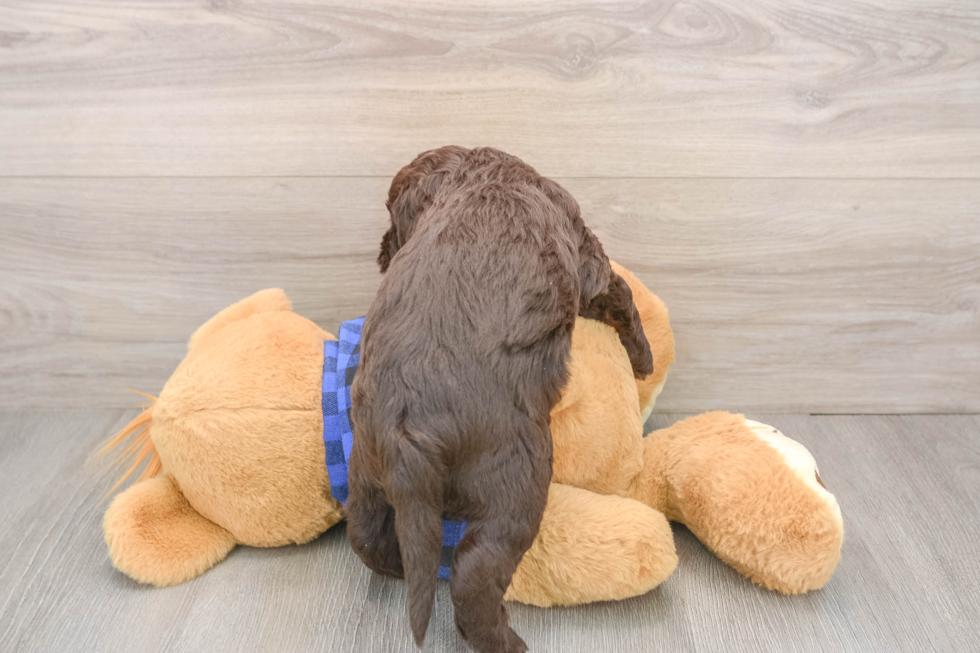 Mini Labradoodle Puppy for Adoption