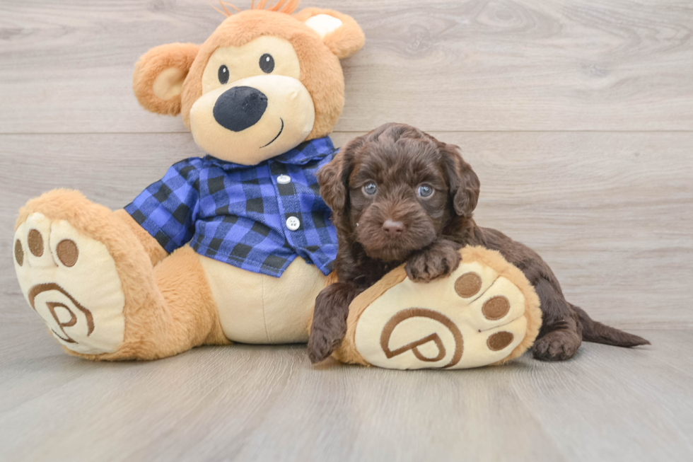 Sweet Mini Labradoodle Baby