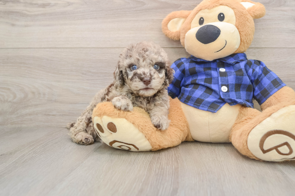 Mini Labradoodle Puppy for Adoption