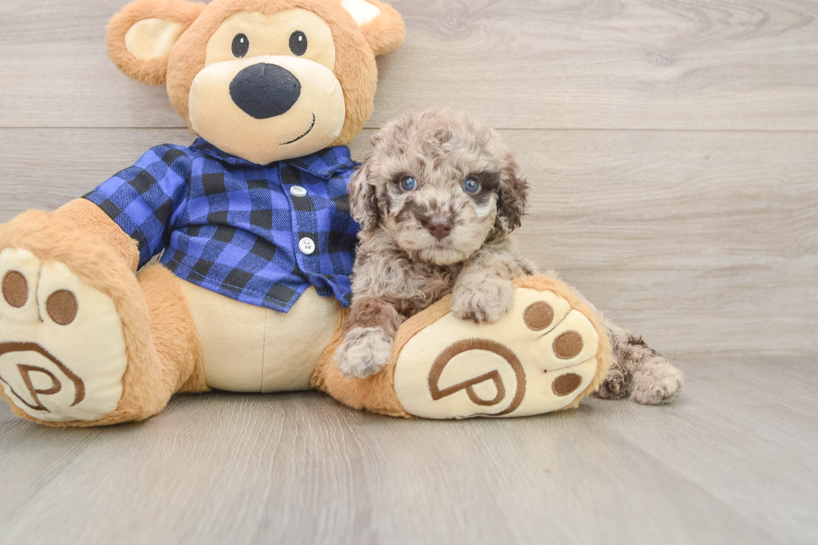 Mini Labradoodle Puppy for Adoption