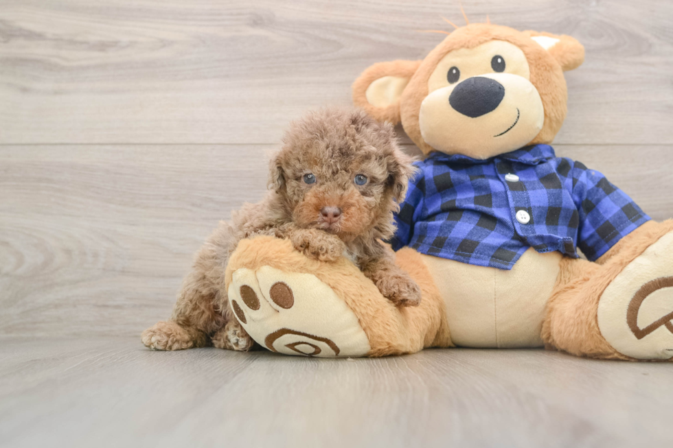 Sweet Mini Labradoodle Baby