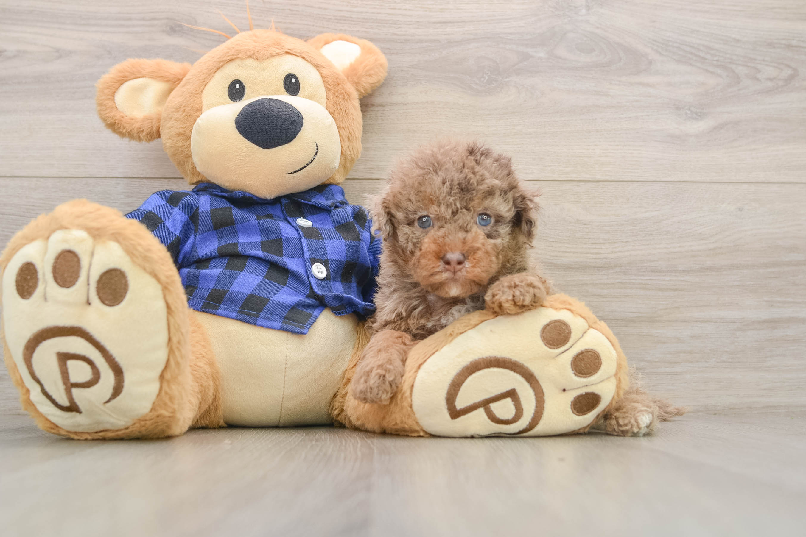 Smart Mini Labradoodle Poodle Mix Pup