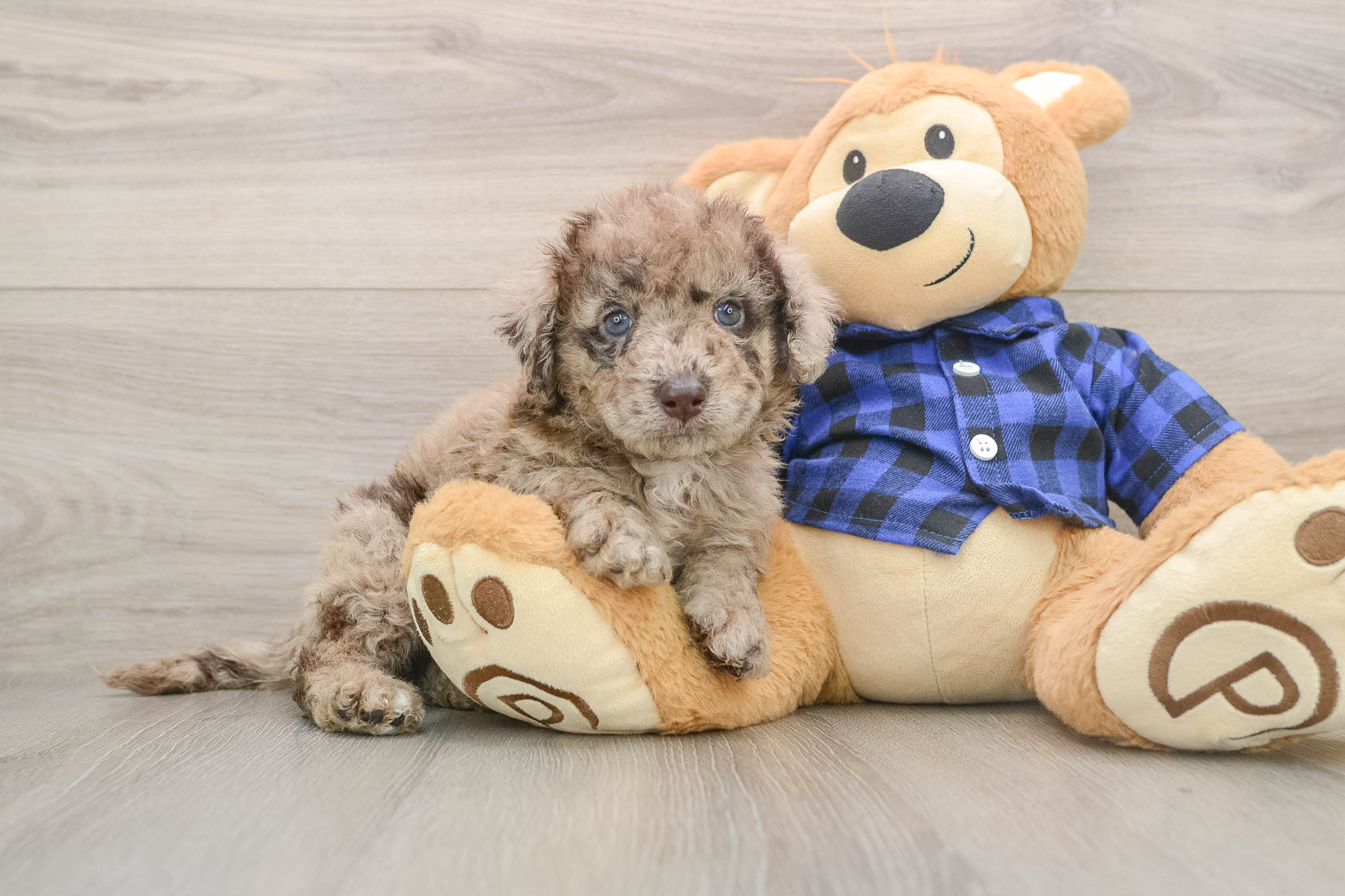 Little Labrapoo Poodle Mix Puppy