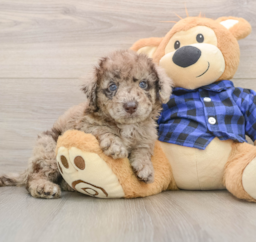 8 week old Mini Labradoodle Puppy For Sale - Pilesgrove Pups