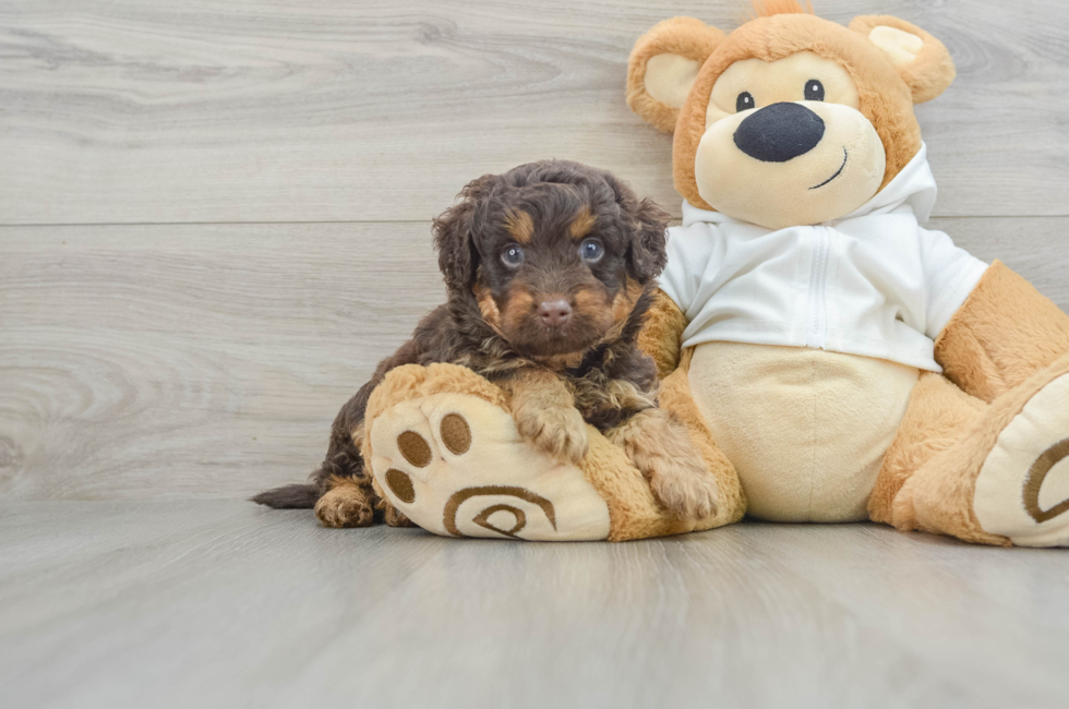 6 week old Mini Labradoodle Puppy For Sale - Pilesgrove Pups