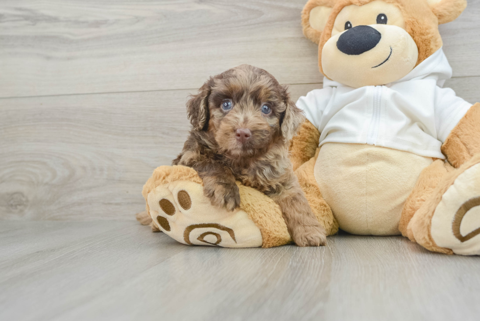 Popular Mini Labradoodle Poodle Mix Pup