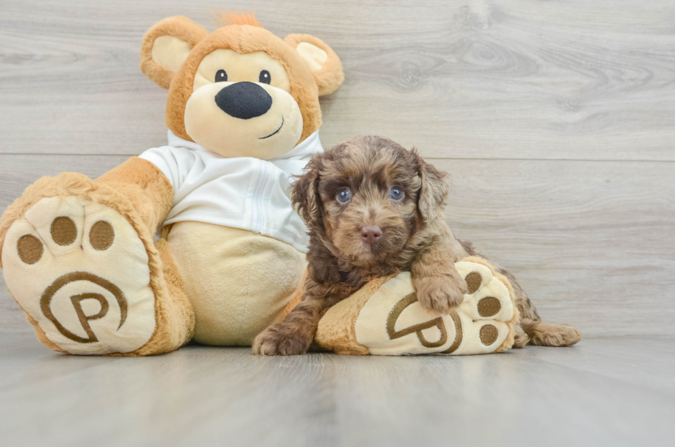 6 week old Mini Labradoodle Puppy For Sale - Pilesgrove Pups