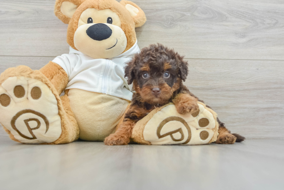 Playful Labrapoo Poodle Mix Puppy