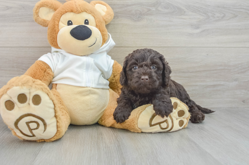 5 week old Mini Labradoodle Puppy For Sale - Pilesgrove Pups