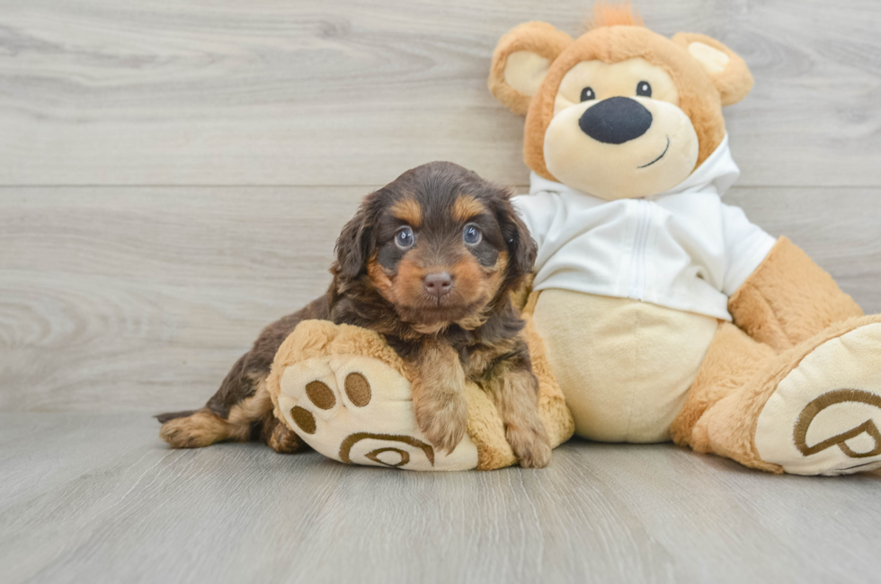 6 week old Mini Labradoodle Puppy For Sale - Pilesgrove Pups