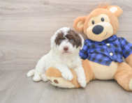 5 week old Mini Labradoodle Puppy For Sale - Pilesgrove Pups