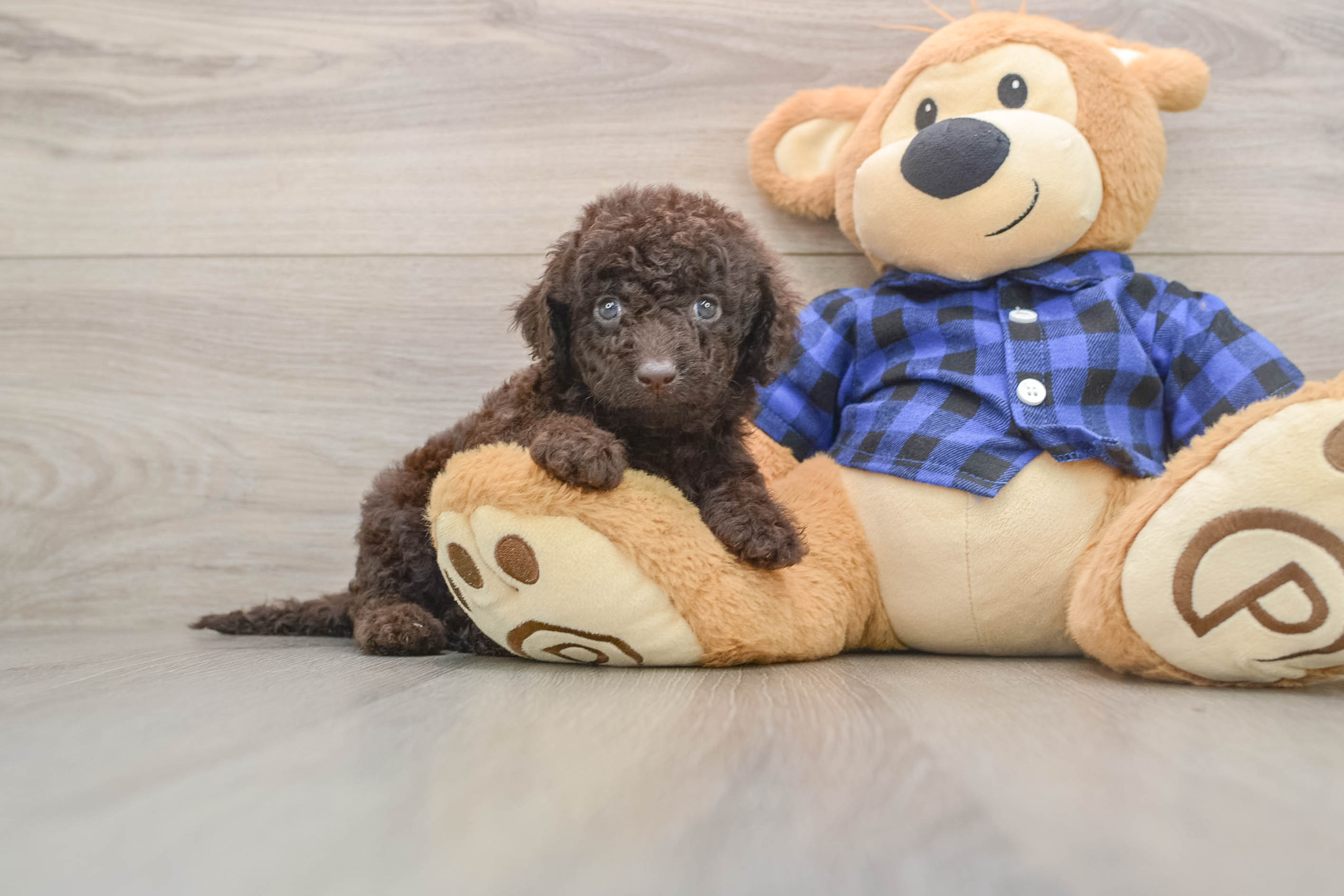 Best Mini Labradoodle Baby