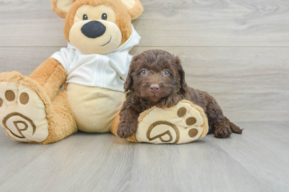 5 week old Mini Labradoodle Puppy For Sale - Pilesgrove Pups