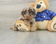 7 week old Mini Labradoodle Puppy For Sale - Pilesgrove Pups