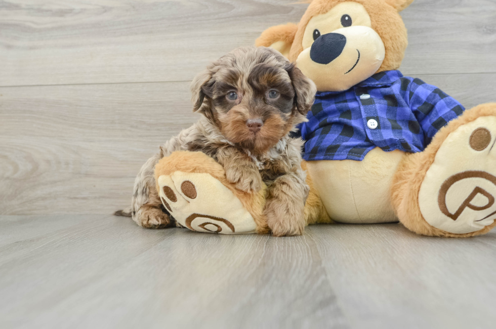 7 week old Mini Labradoodle Puppy For Sale - Pilesgrove Pups